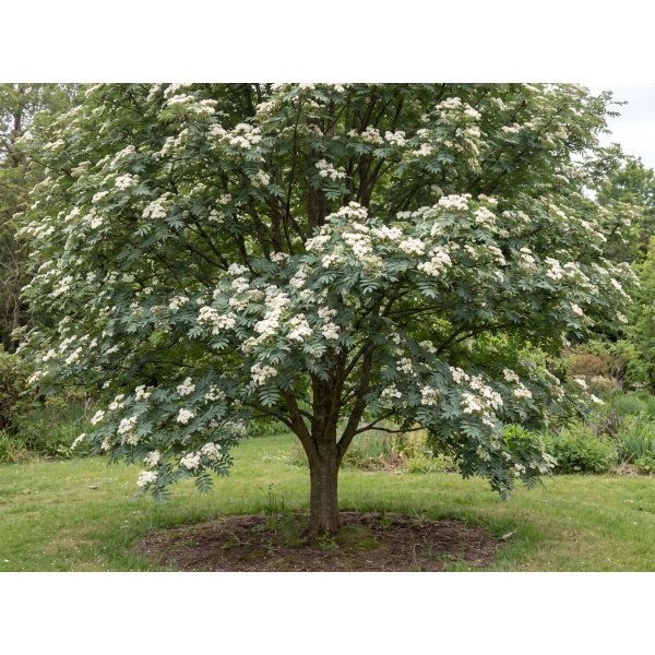 Sorbus decora