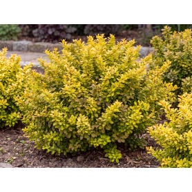 Berberis thunbergii Monry