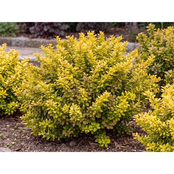 Berberis thunbergii Monry