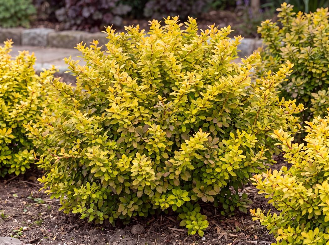 Berberis thunbergii Monry