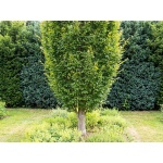 Carpinus betulus Fastigiata