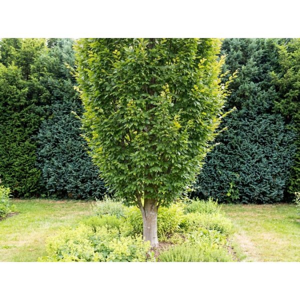 Carpinus betulus Fastigiata
