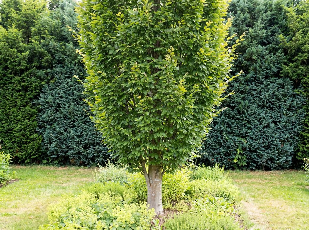 Carpinus betulus Fastigiata