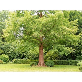 Metasequoia glyptostroboides