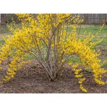 Forsythia Northern Gold