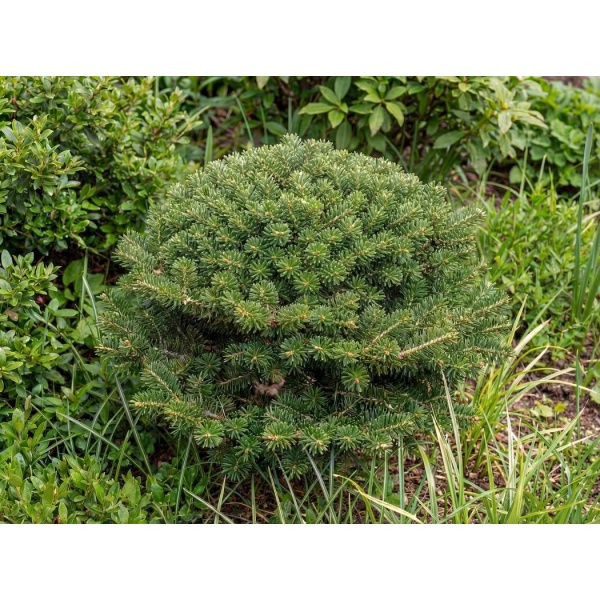 Abies koreana Cis