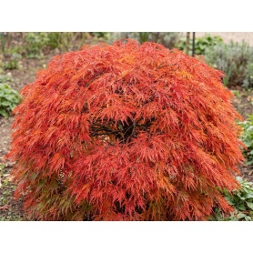 Acer palmatum Dissectum