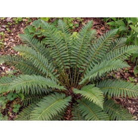 Polystichum acrostichoides