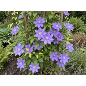 Clematis H.F. Young