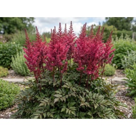 Astilbe chinensis Vision in Red
