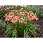 Hemerocallis Rosy Returns