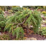 Larix decidua Pendula