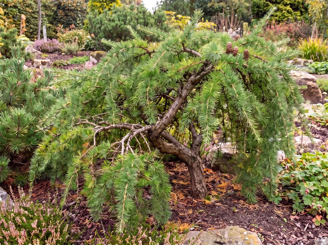 Larix decidua Pendula