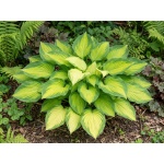 Hosta Guacamole