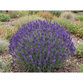 Lavandula angustifolia Hidcote
