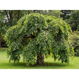 Ulmus glabra Camperdownii