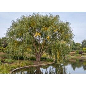 Salix Prairie Cascade