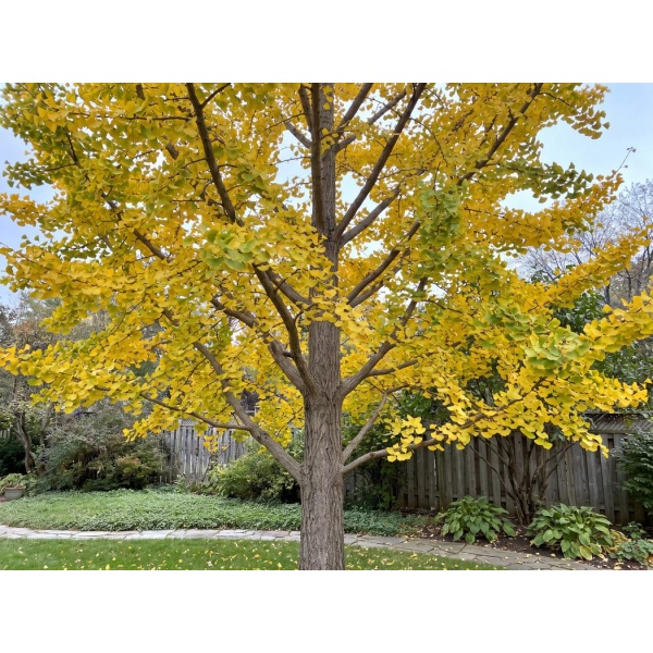 Ginkgo biloba