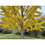 Ginkgo biloba