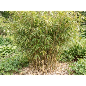 Fargesia Rufa