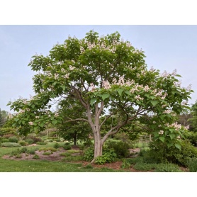 Catalpa speciosa