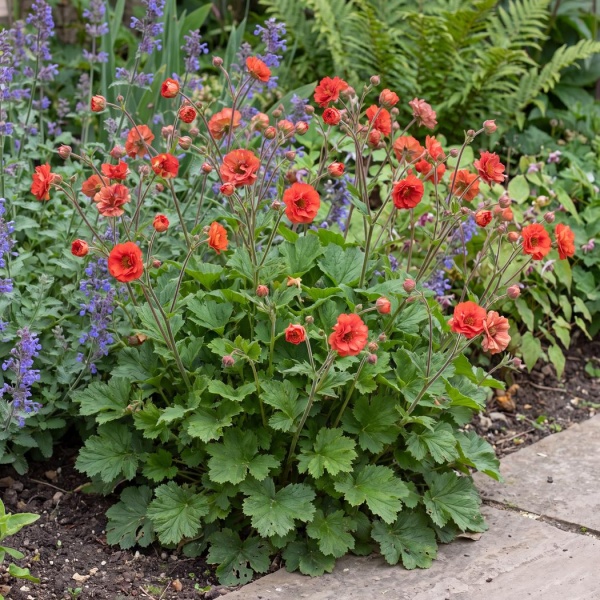 Geum Blazing Sunset