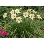 Hemerocallis Joan Senior