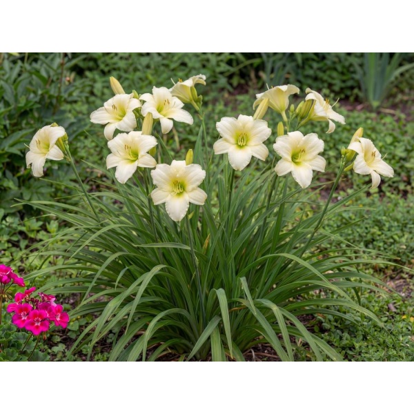 Hemerocallis Joan Senior
