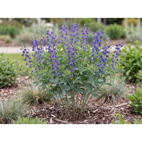 Baptisia australis