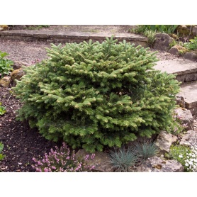 Abies balsamea (Hudsonia Group) Nana