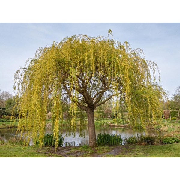 Salix sepulcralis var. chrysocoma