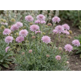 Scabiosa columbaria 'Pink Mist'