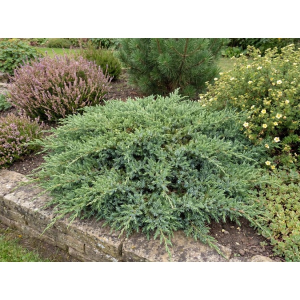 Juniperus communis Repanda