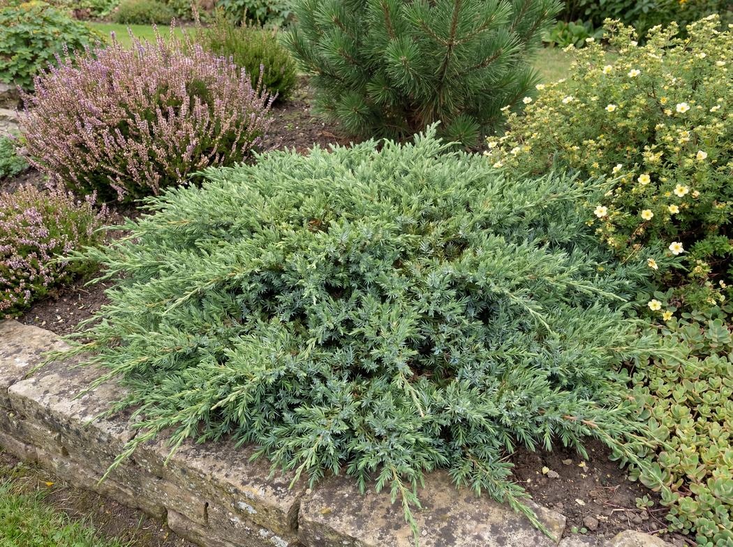 Juniperus communis Repanda