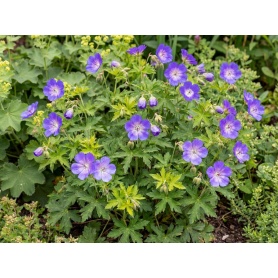 Geranium Rozanne