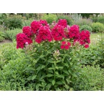 Phlox paniculata Red Riding Hood