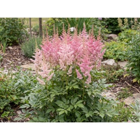 Astilbe arendsii Mighty Pip