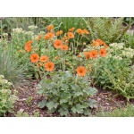 Geum Totally Tangerine