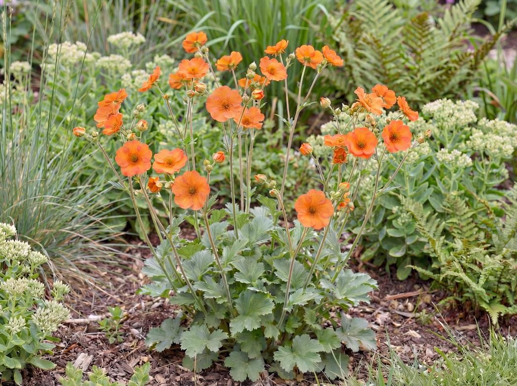 Geum Totally Tangerine