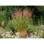 Panicum virgatum Rotstrahlbusch