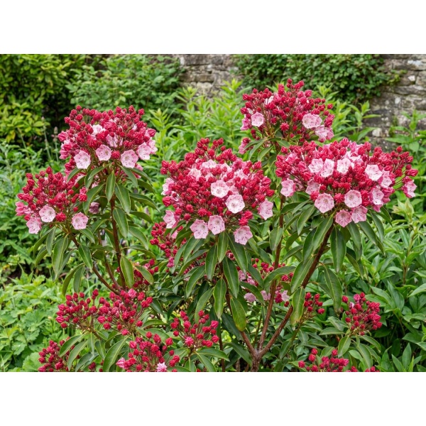 d1a9ab08cb5c_1050.jpg Kalmia latifolia Olympic Fire
