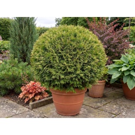 Thuja occidentalis Little Giant