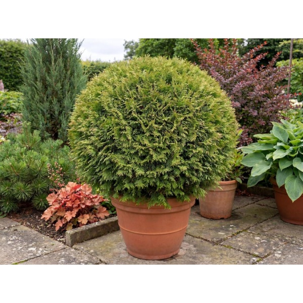 Thuja occidentalis Little Giant