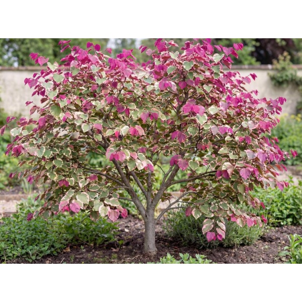 Cercis canadensis NCCC1
