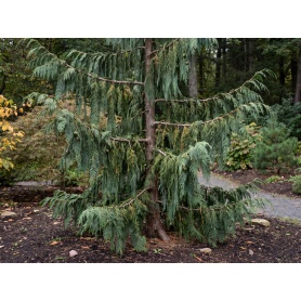 Xanthocyparis nootkatensis Pendula