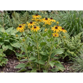 Rudbeckia fulgida var. sullivantii Goldsturm
