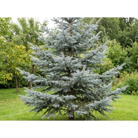 Picea pungens Glauca Group