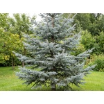 Picea pungens Glauca Group