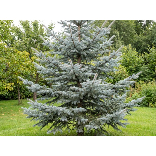 Picea pungens Glauca Group