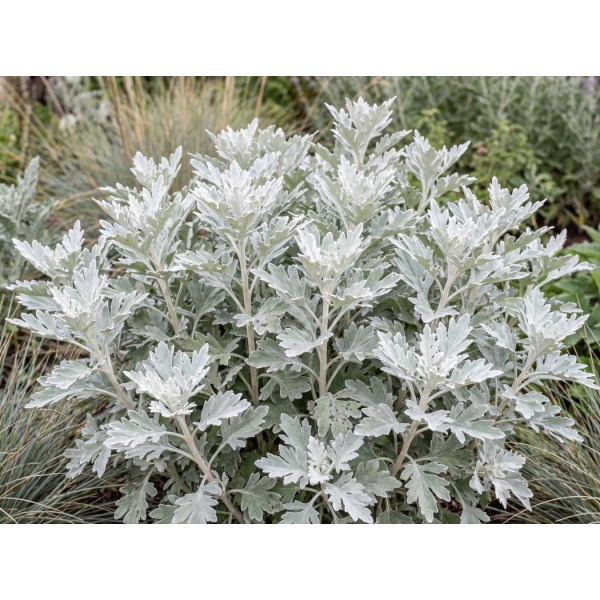 Artemisia stelleriana Boughton Silver